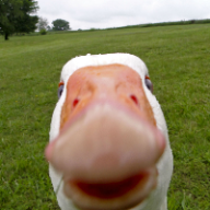 User profile picture